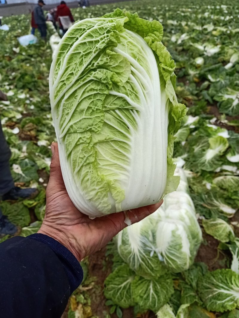 黄心白菜