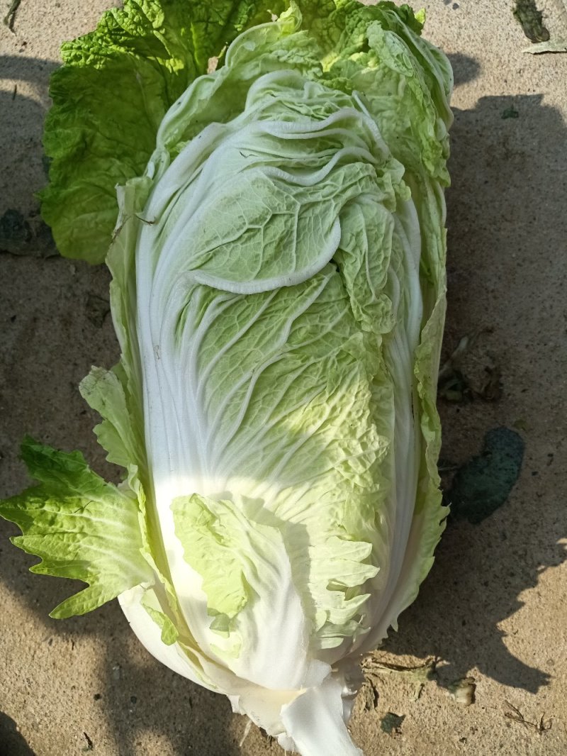黄心白菜
