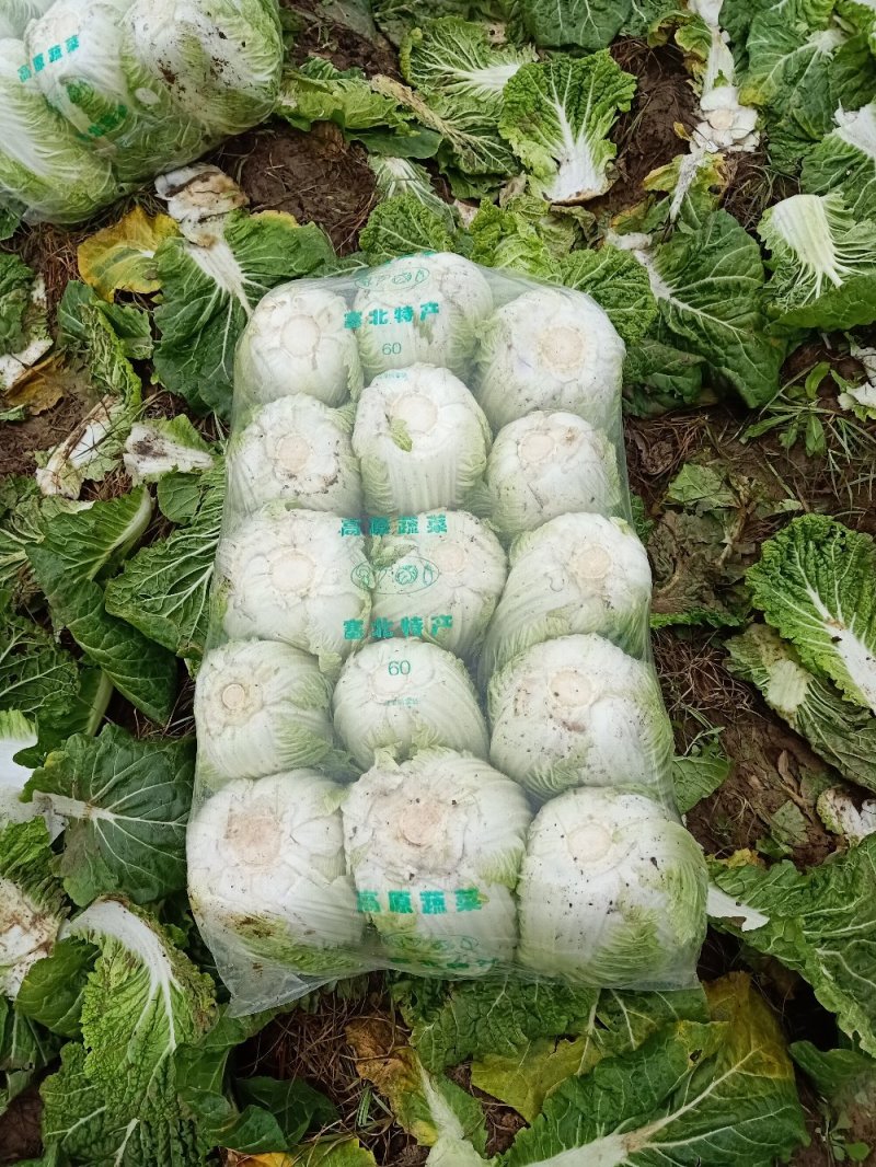 黄心白菜