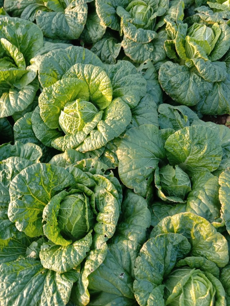 黄心白菜