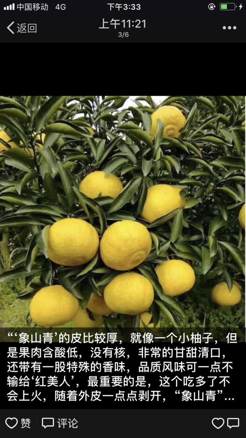 由良果子，柑橘和苗枝条