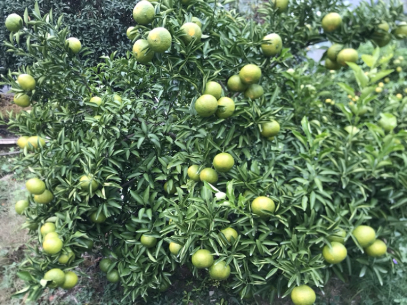 由良果子，柑橘和苗枝条