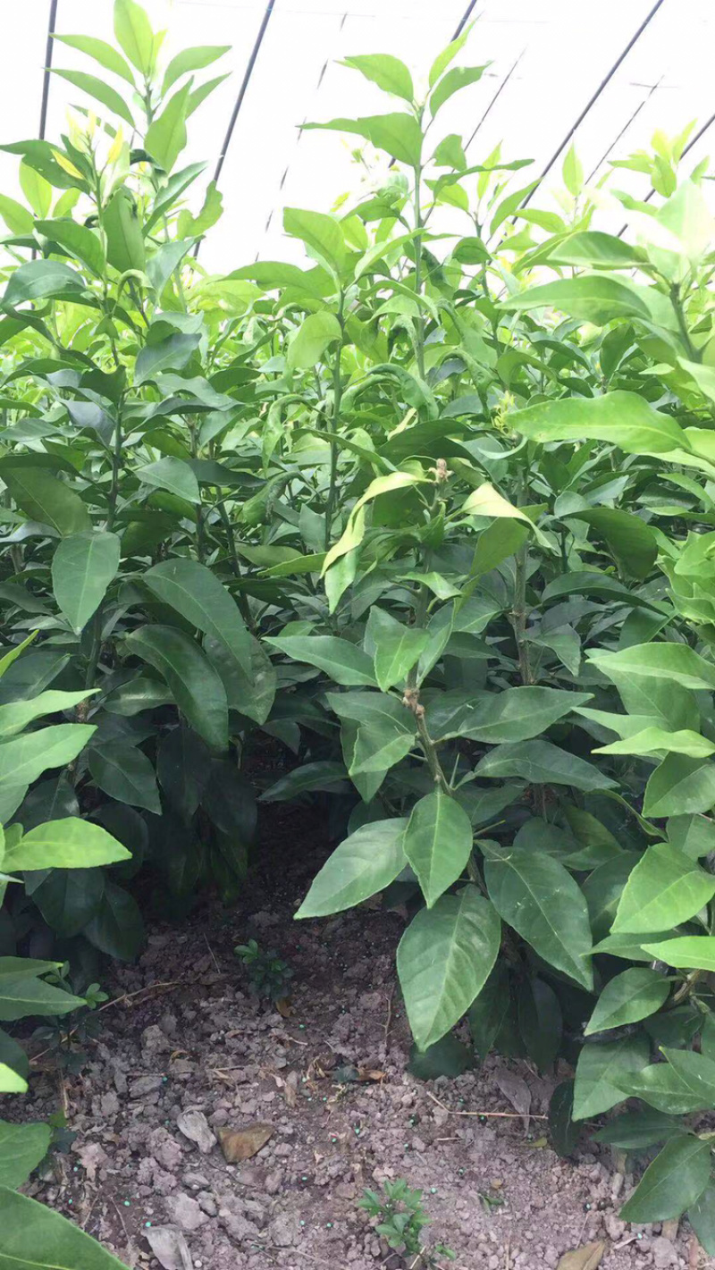 由良果子，柑橘和苗枝条