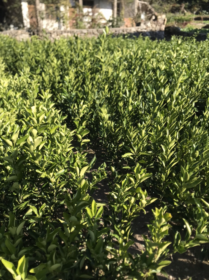 由良果子，柑橘和苗枝条
