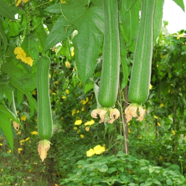丝瓜批发