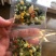【脱水香葱】脱水蔬菜，香葱干
