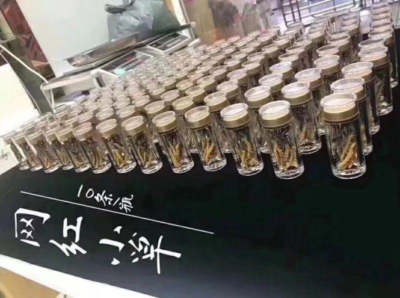 网红小虫草西藏那区野生冬虫夏草虫草1瓶10条大量批发