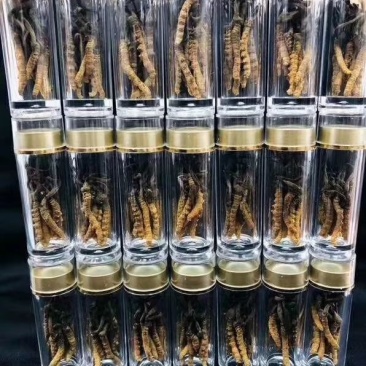 网红小虫草西藏那区野生冬虫夏草虫草1瓶10条大量批发
