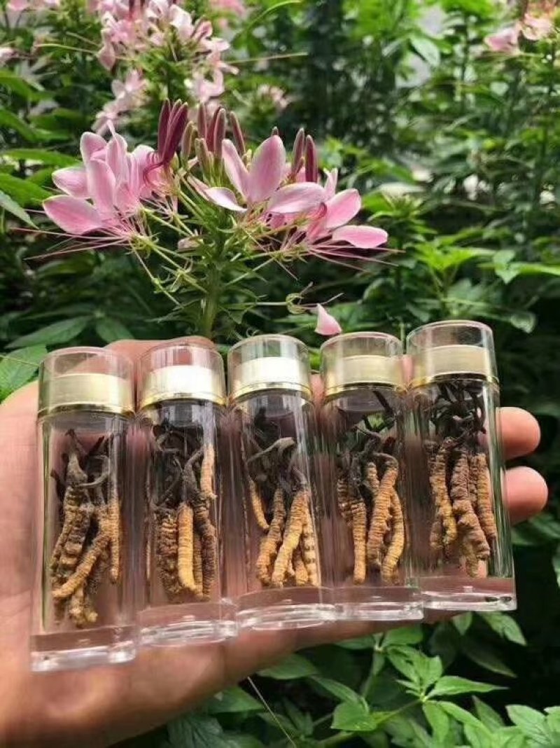 网红小虫草西藏那区野生冬虫夏草虫草1瓶10条大量批发