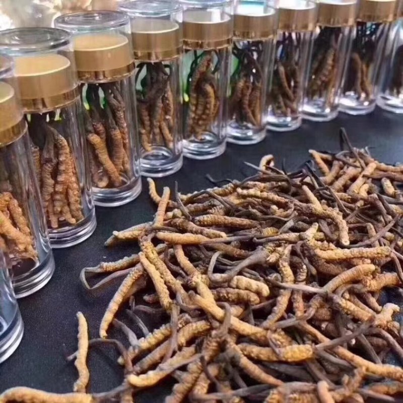 网红小虫草西藏那区野生冬虫夏草虫草1瓶10条大量批发