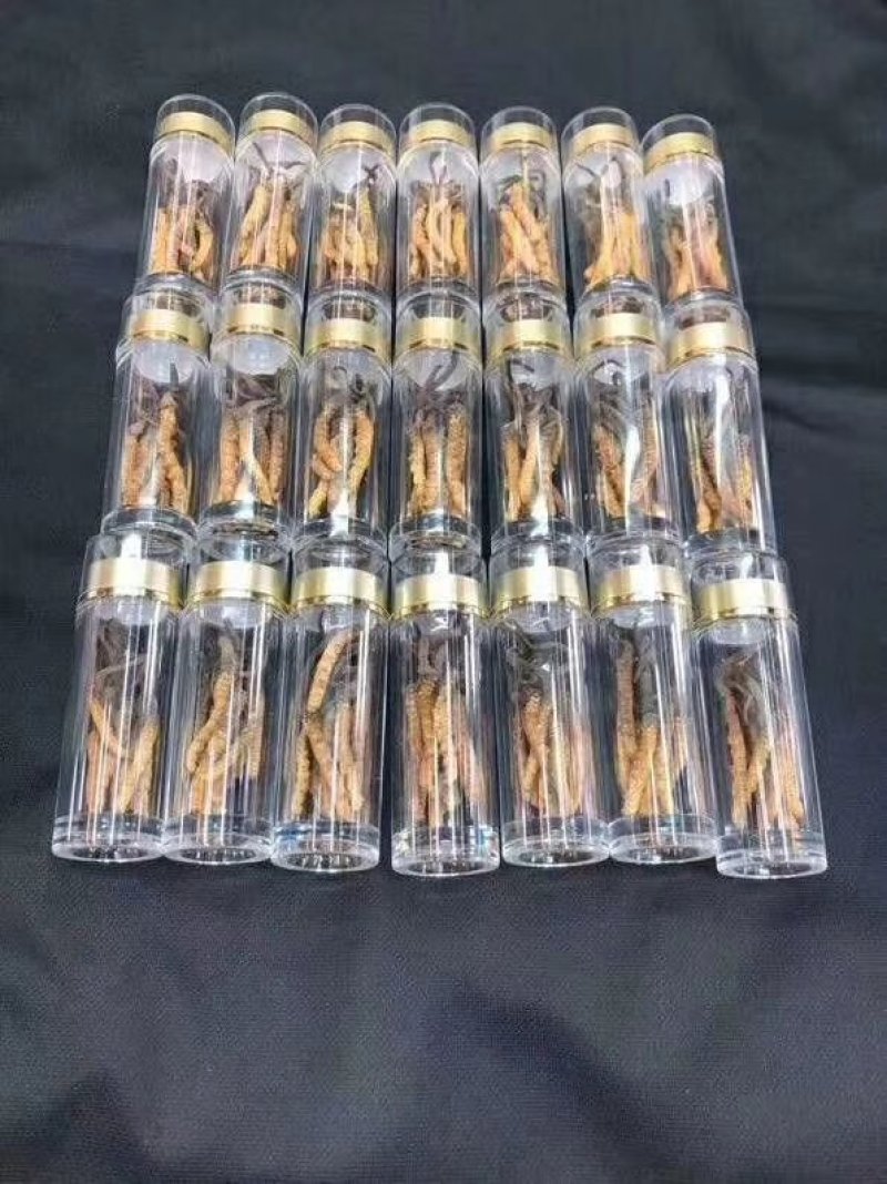 网红小虫草西藏那区野生冬虫夏草虫草1瓶10条大量批发