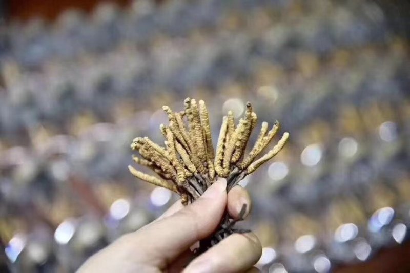 网红小虫草西藏那区野生冬虫夏草虫草1瓶10条大量批发