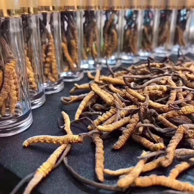 网红小虫草西藏那区野生冬虫夏草虫草1瓶10条大量批发