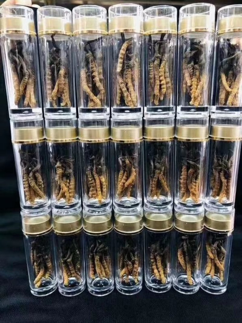 网红小虫草西藏那区野生冬虫夏草虫草1瓶10条大量批发