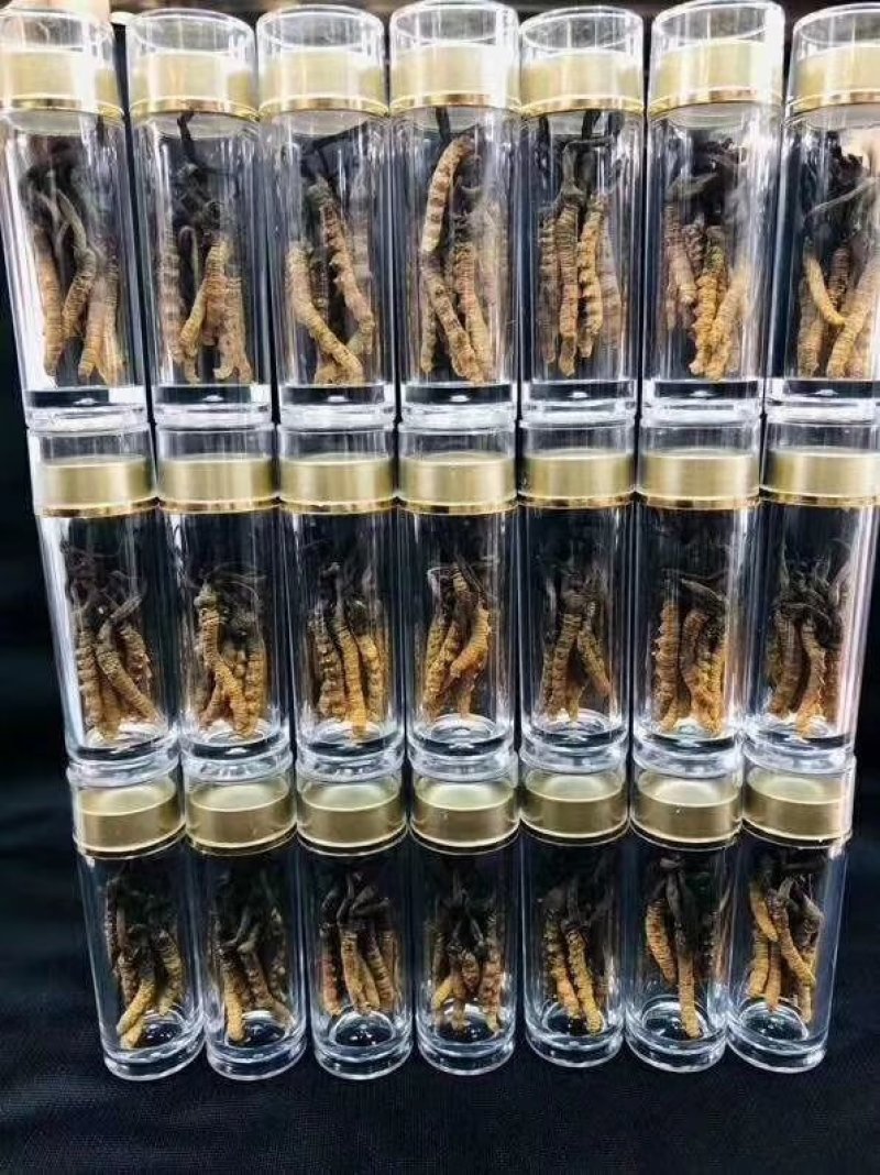 网红小虫草西藏那区野生冬虫夏草虫草1瓶10条大量批发