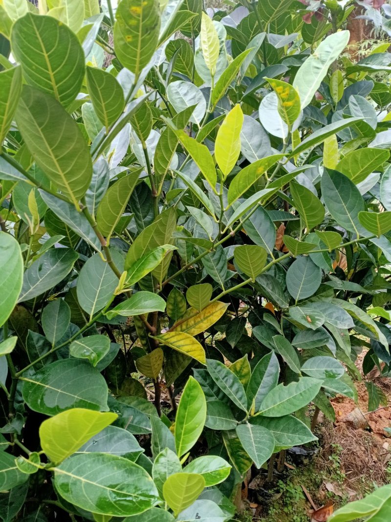 红肉，黄肉菠萝蜜苗60高以上10公分左右也有还有榴莲味的