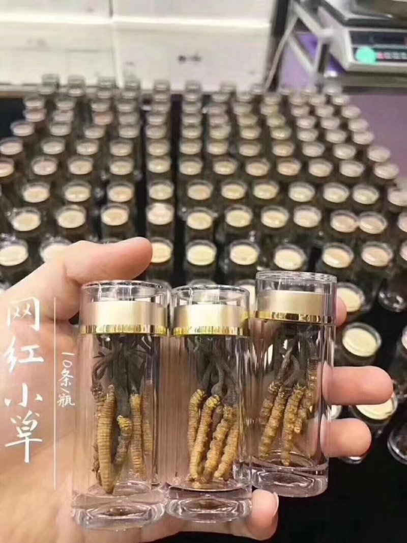 网红小虫草西藏那区野生冬虫夏草虫草1瓶10条大量批发
