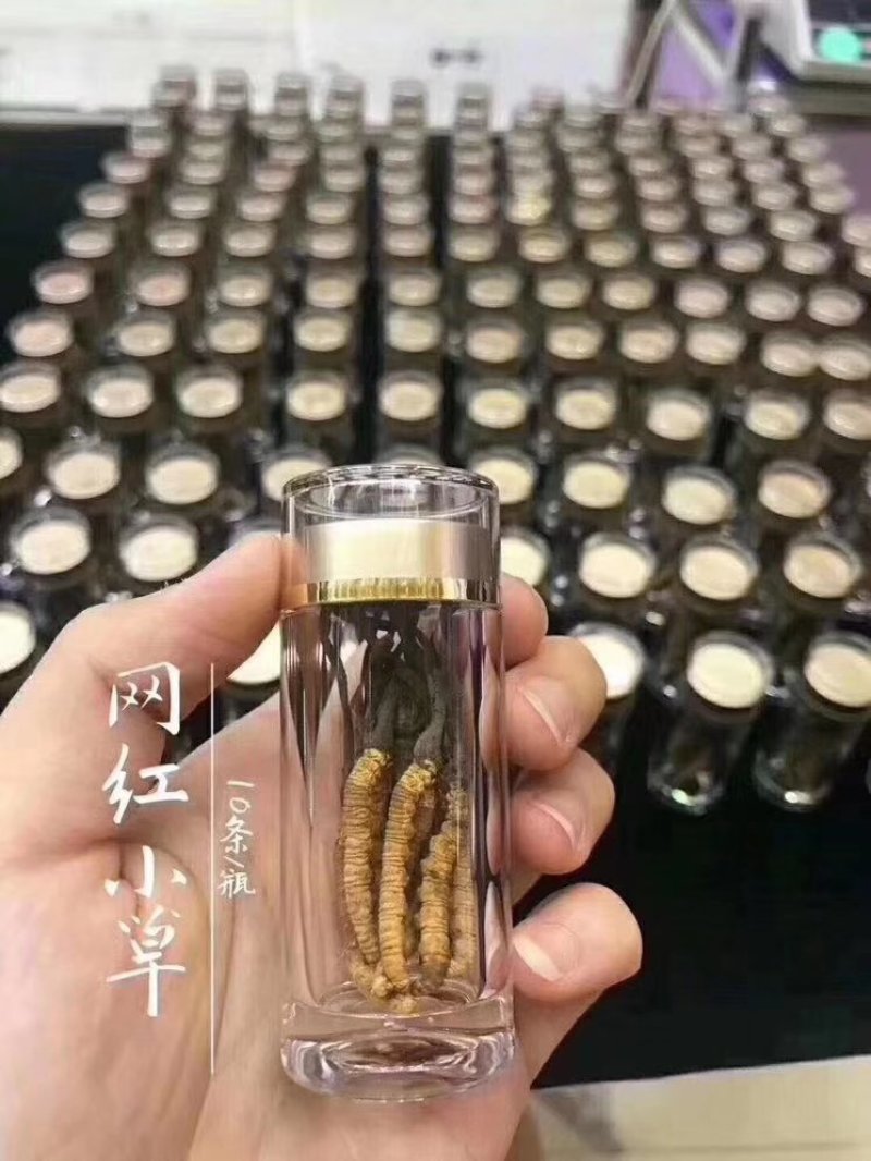 网红小虫草西藏那区野生冬虫夏草虫草1瓶10条大量批发