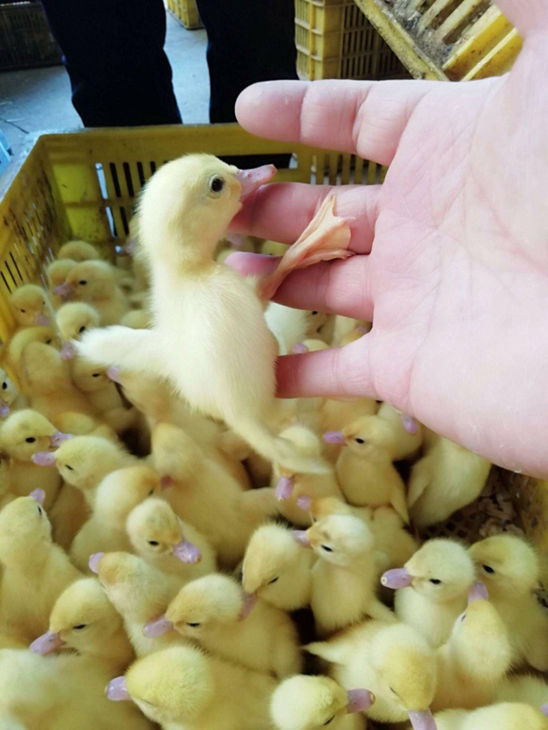 白翻鸭苗孵化厂直销
