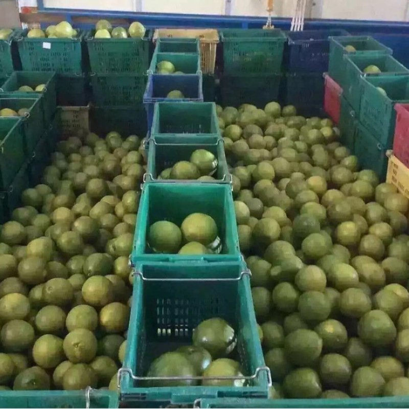 泰国进口青柚蜜柚2-4-8个原箱当季水果热带包邮