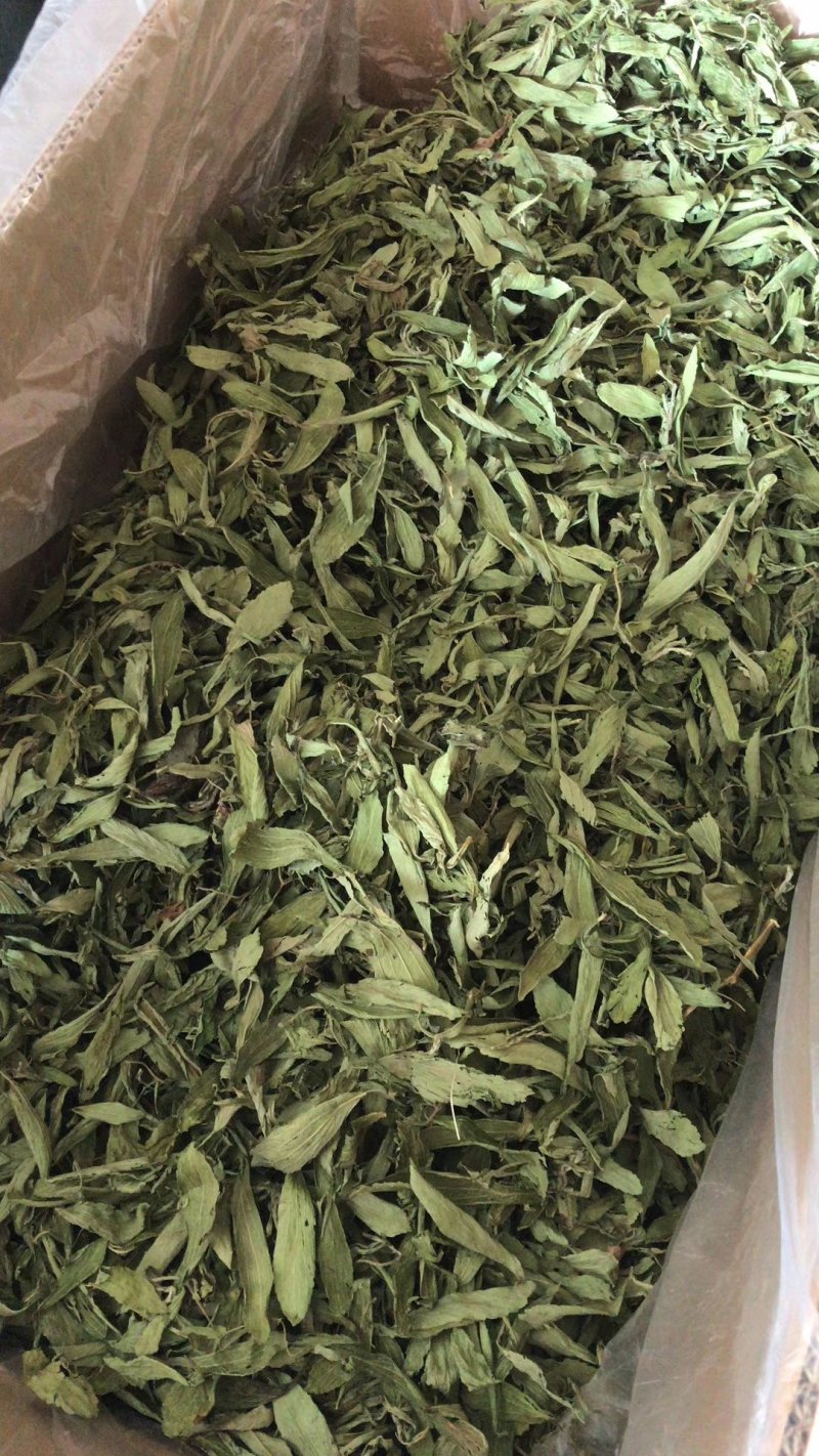 甜叶菊，全叶甜菊叶，小叶、大叶甜叶菊，含糖量高