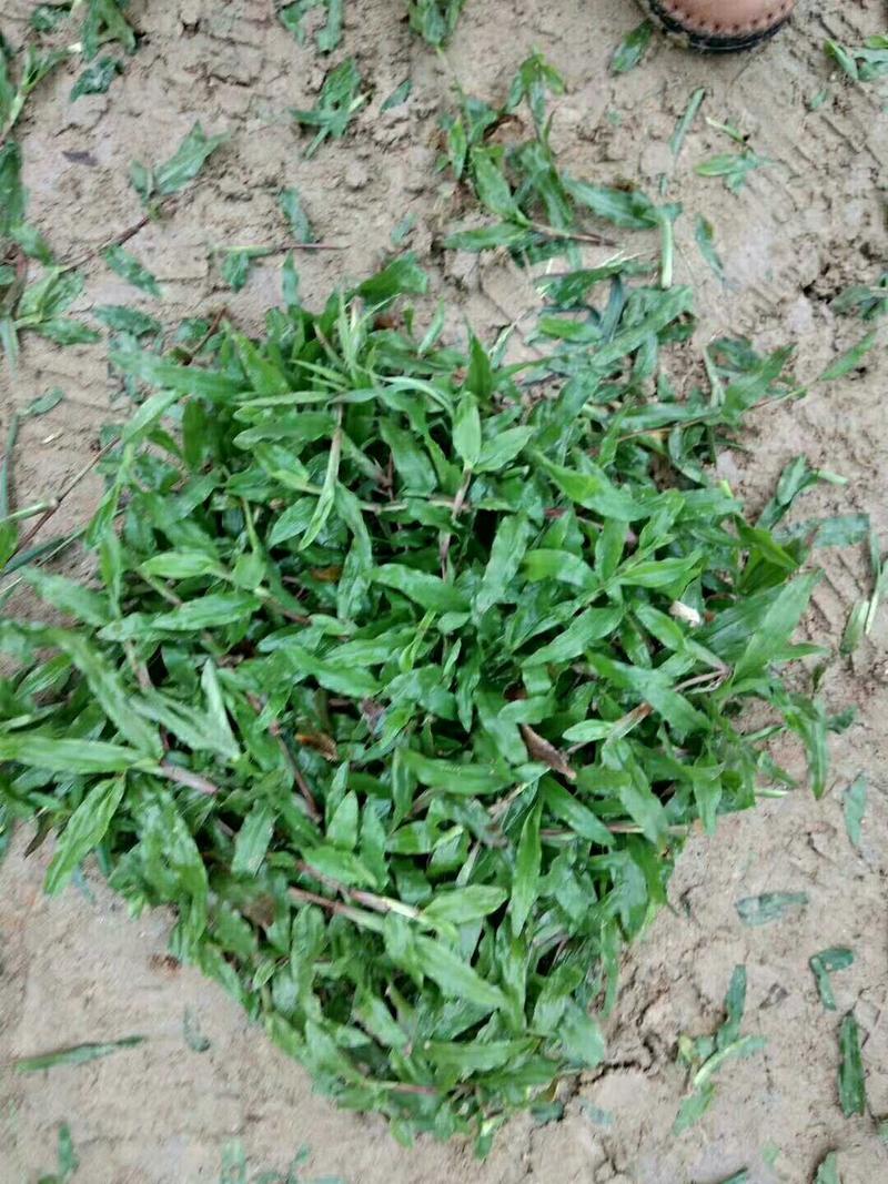 阿兰草场专业种植大叶油草，台湾草，