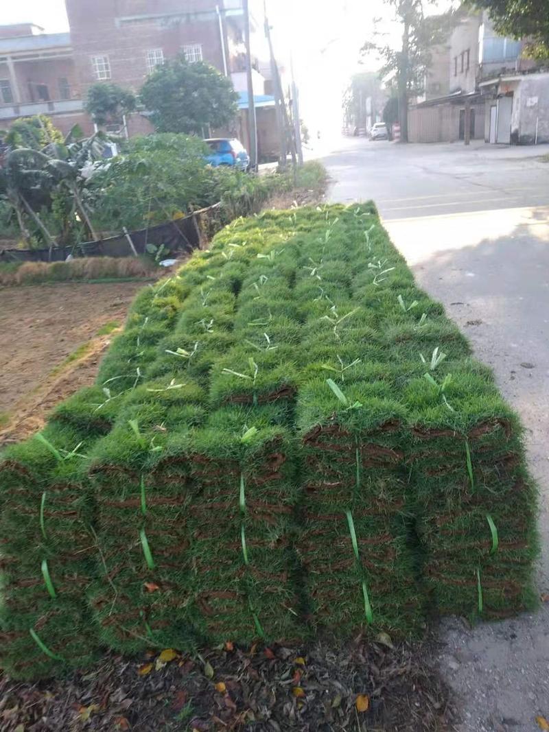 阿兰草场专业种植大叶油草，台湾草，