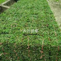 阿兰草场专业种植大叶油草，台湾草，
