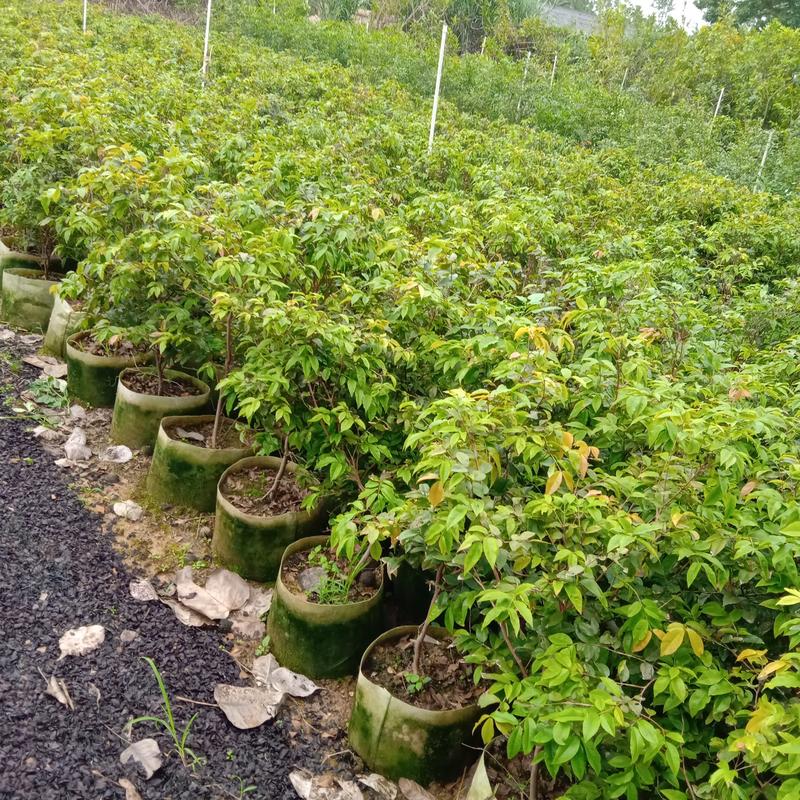 巴西樱桃苗庭院盆栽地栽果树苗南北方可种植