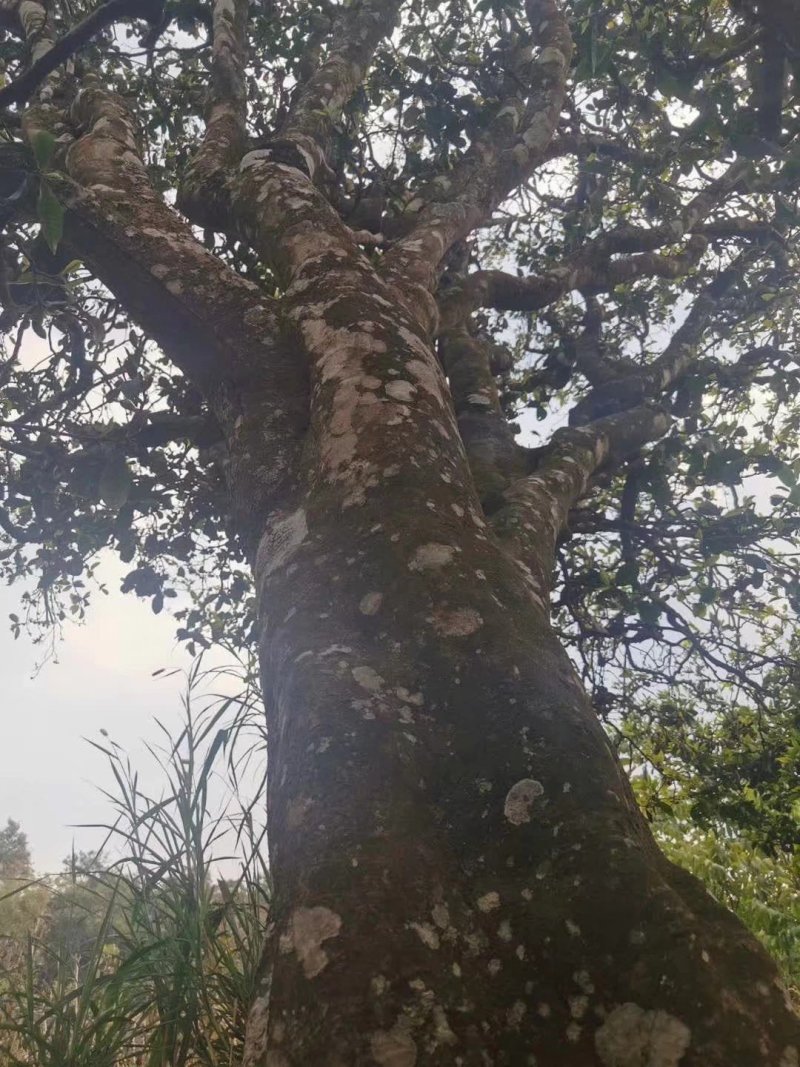 云南普洱古生态古树茶，口感甘甜清香甘甜回甘好