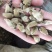 【文斌药业】辛夷花药食两用
