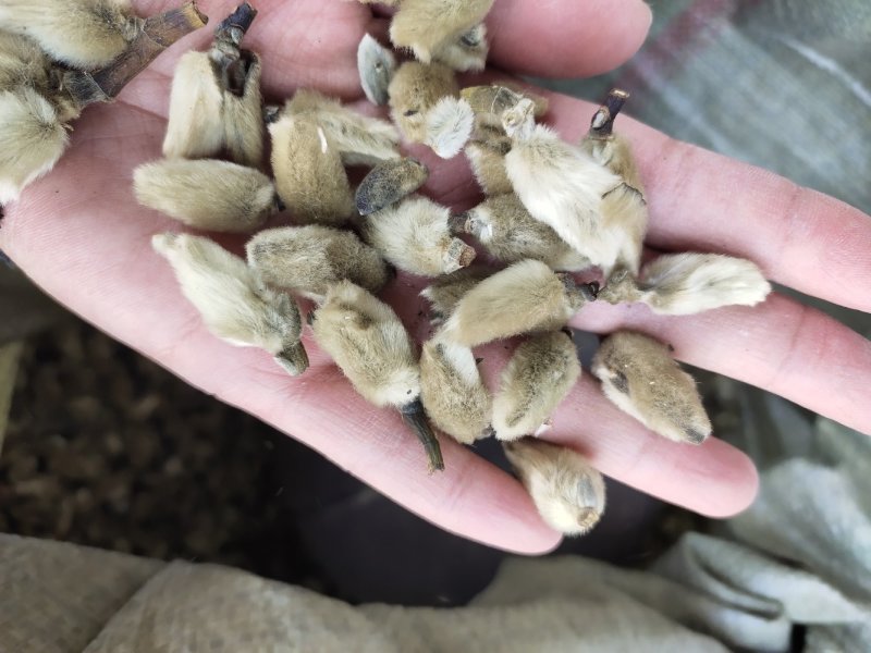 【文斌药业】辛夷花药食两用