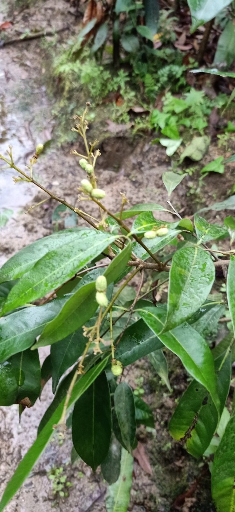 桂味荔枝苗桂味荔枝果树苗嫁接荔枝苗庭院盆栽桂味荔枝苗
