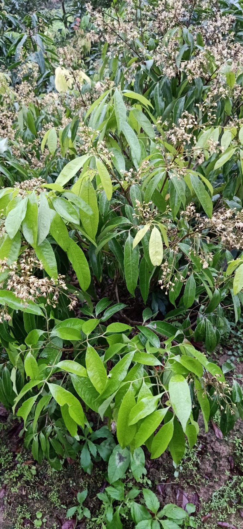 桂味荔枝苗桂味荔枝果树苗嫁接荔枝苗庭院盆栽桂味荔枝苗