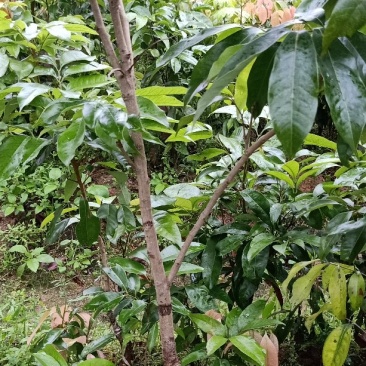 桂味荔枝苗桂味荔枝果树苗嫁接荔枝苗庭院盆栽桂味荔枝苗