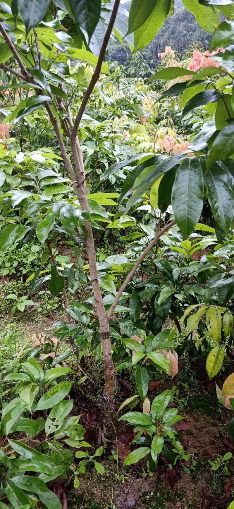 桂味荔枝苗桂味荔枝果树苗嫁接荔枝苗庭院盆栽桂味荔枝苗