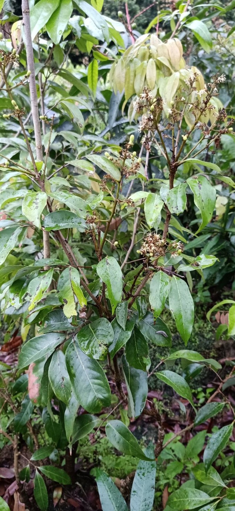 桂味荔枝苗桂味荔枝果树苗嫁接荔枝苗庭院盆栽桂味荔枝苗