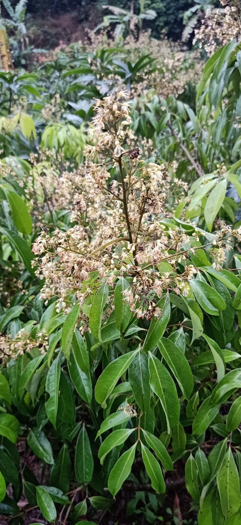桂味荔枝苗桂味荔枝果树苗嫁接荔枝苗庭院盆栽桂味荔枝苗