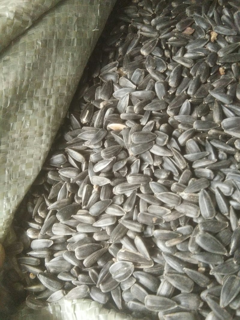 油葵(黑珍珠)，芽苗菜，榨油用种