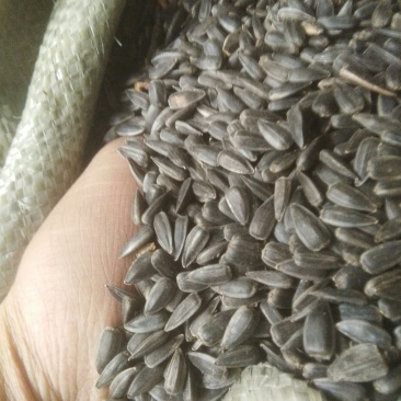油葵(黑珍珠)，芽苗菜，榨油用种