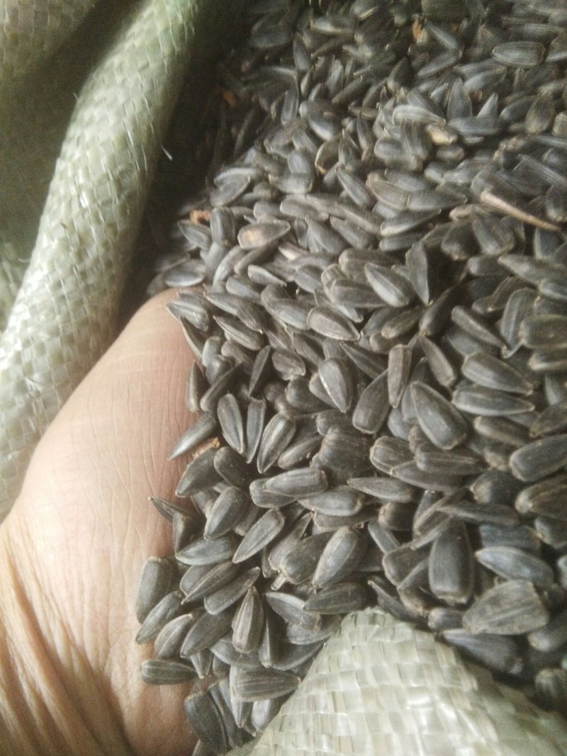 油葵(黑珍珠)，芽苗菜，榨油用种
