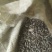 油葵(黑珍珠)，芽苗菜，榨油用种