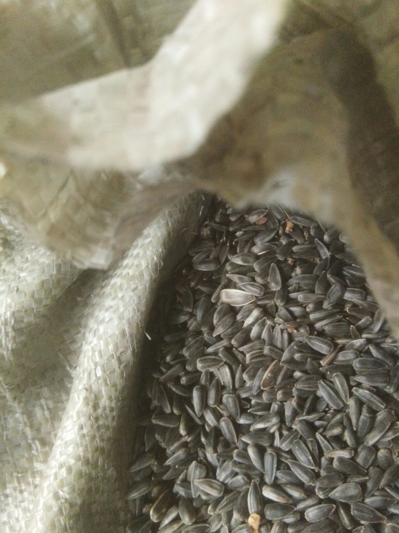 油葵(黑珍珠)，芽苗菜，榨油用种