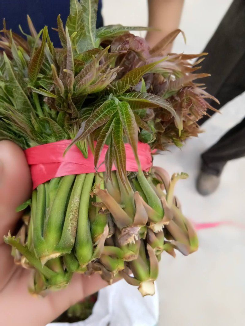 大量现货露天香椿芽