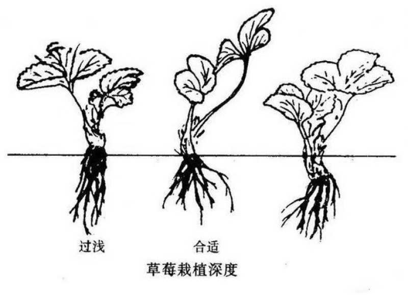 奶油草莓苗红颜草莓苗基地直销品种齐全成活率高