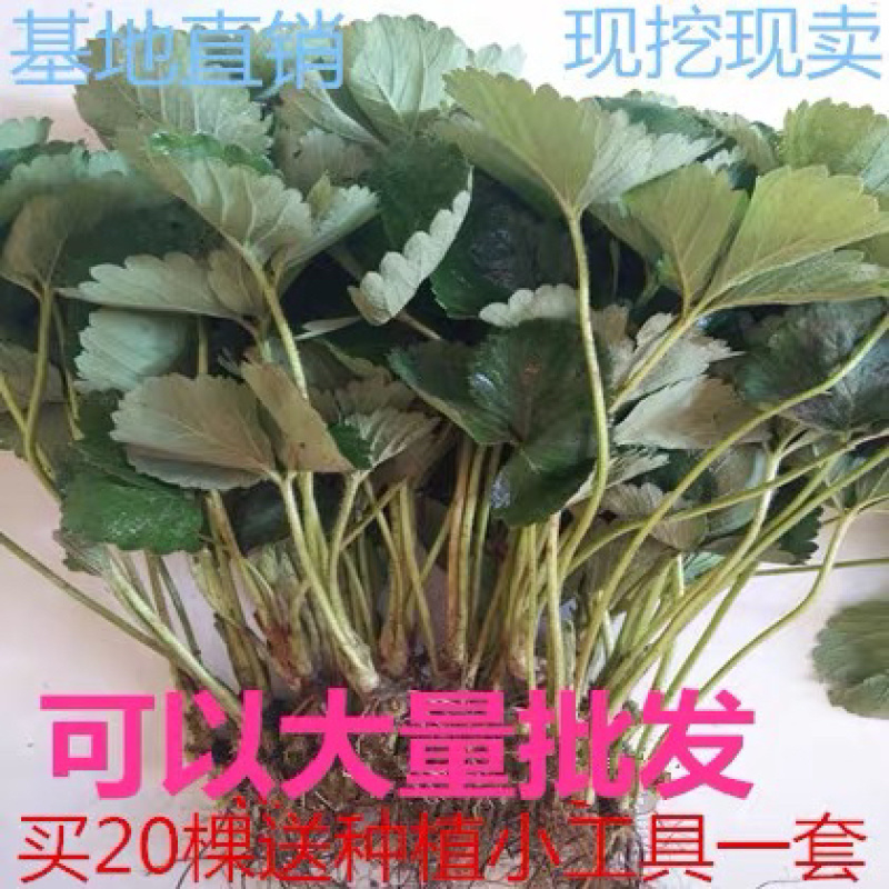 奶油草莓苗红颜草莓苗基地直销品种齐全成活率高