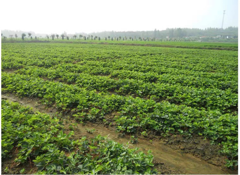奶油草莓苗红颜草莓苗基地直销品种齐全成活率高