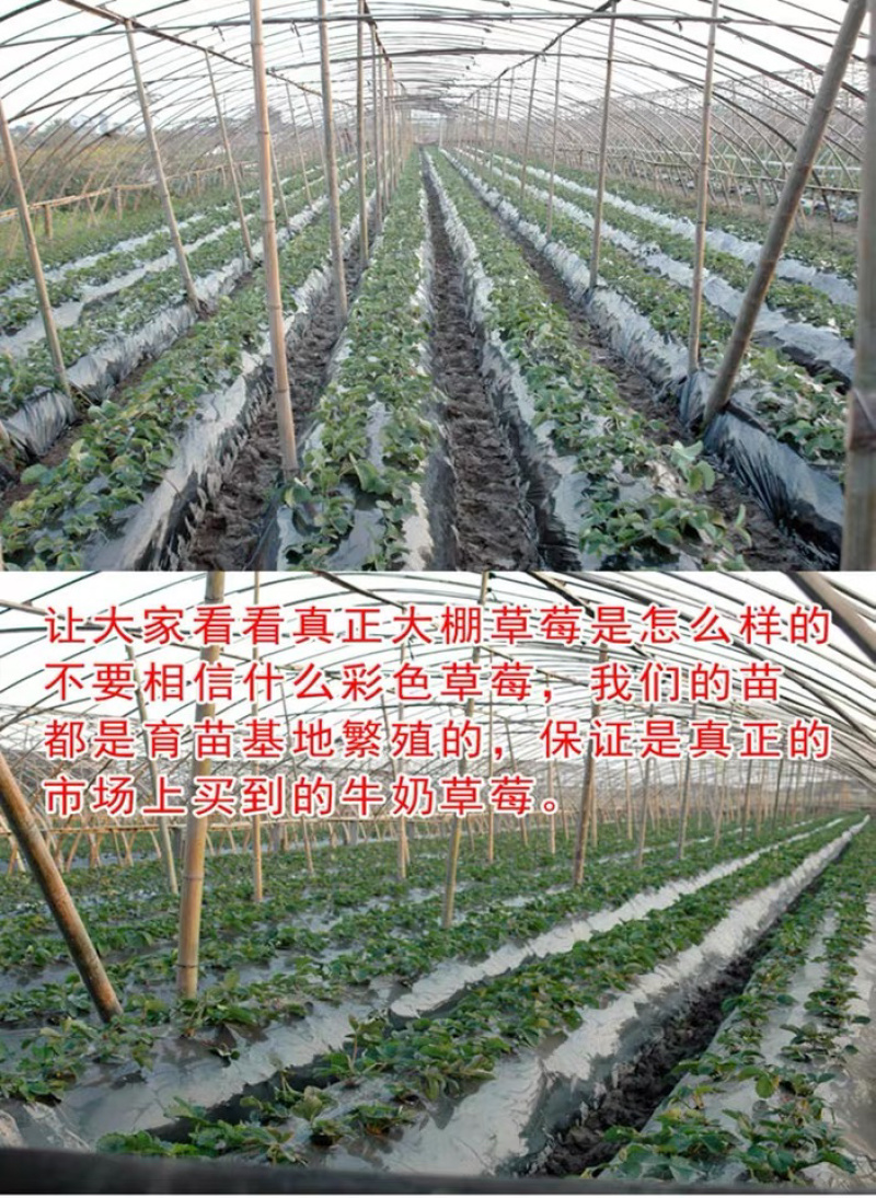 奶油草莓苗红颜草莓苗基地直销品种齐全成活率高
