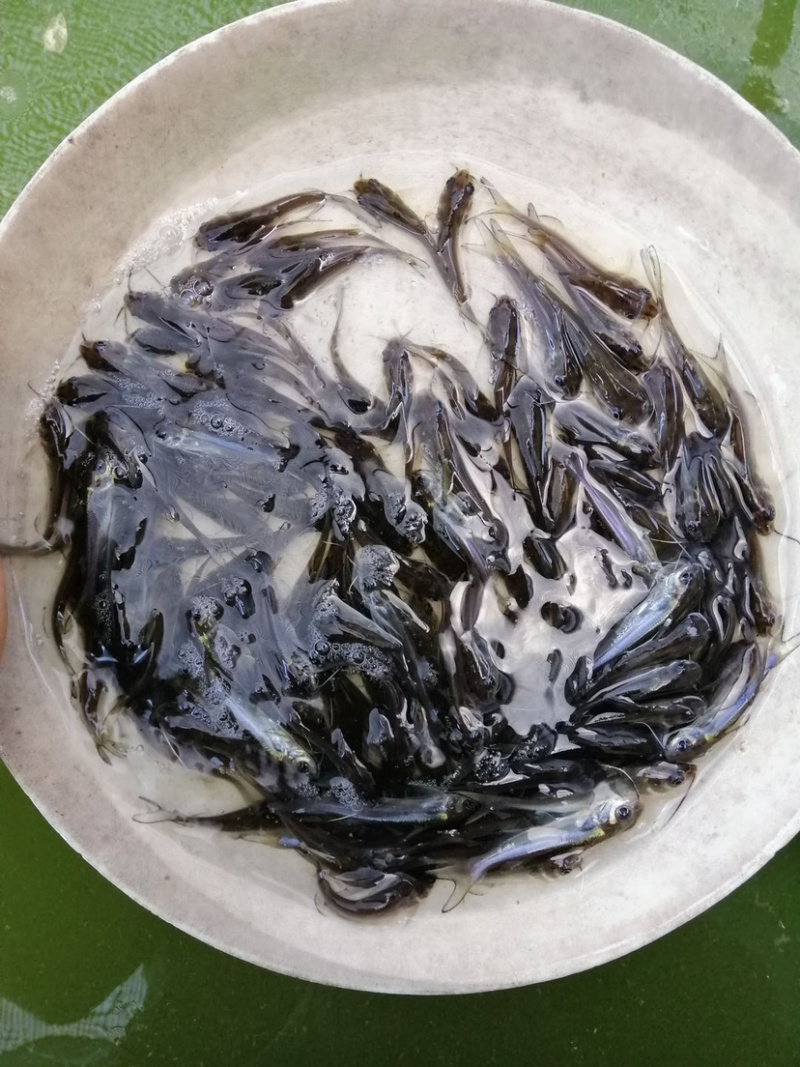 斑点鮰鱼苗规格齐全欢迎大量订购已训食料