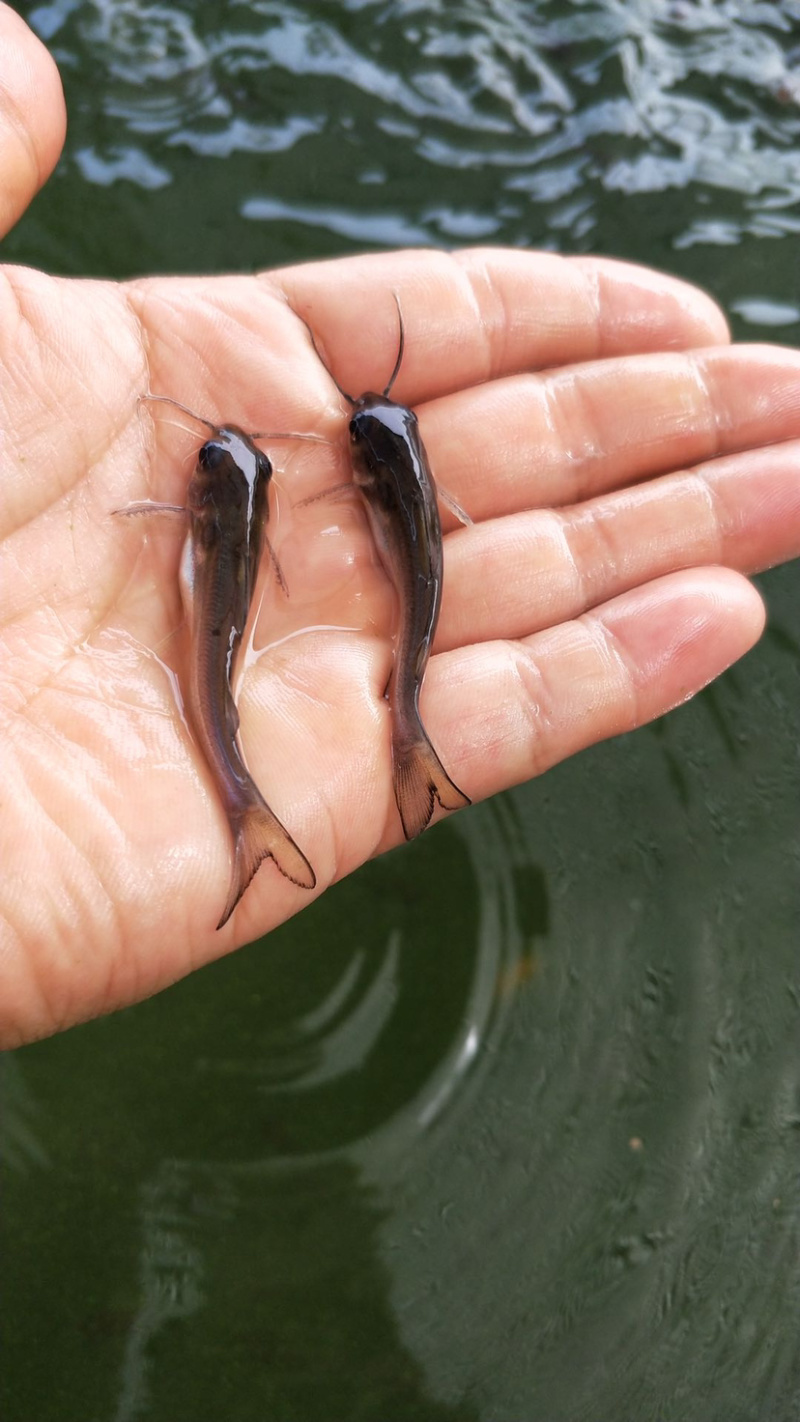 斑点鮰鱼苗规格齐全欢迎大量订购已训食料